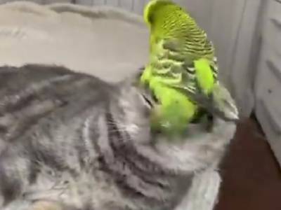Попугай-задира и невозмутимый кот рассмешили пользователей Сети