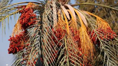 Учёные воскресили древнюю финиковую пальму и расшифровали её геном