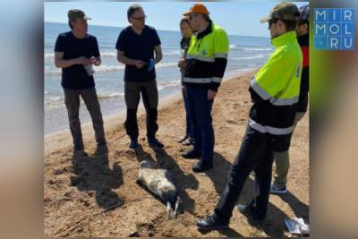 Большая группа московских ученых исследует причины гибели каспийских тюленей