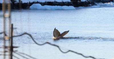 "Большая редкость": к полярникам на станции "Академик Вернадский" приплыли горбатые киты (фото) (6 фото)