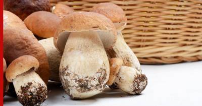 Не просто деликатес: о невероятной пользе белого гриба узнали ученые