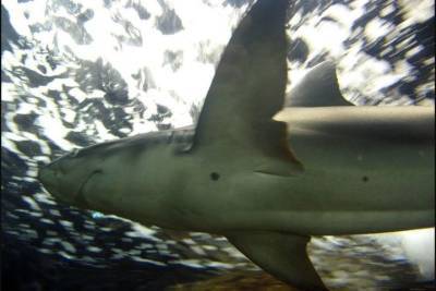 Спортсмен отсудил зуб откусившей ему ногу акулы