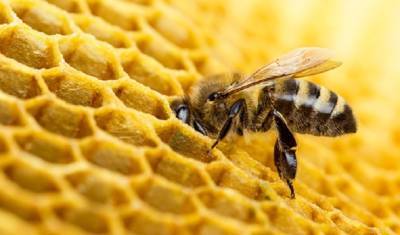 В Нидерландах пересчитали диких пчёл