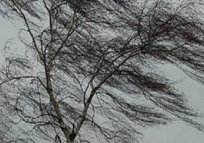 Рязанцев предупредили об усилении ветра в ночь на четверг