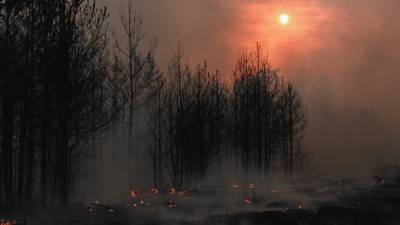 Юноша со злости устроил пожар в лесу около трассы в Сибири