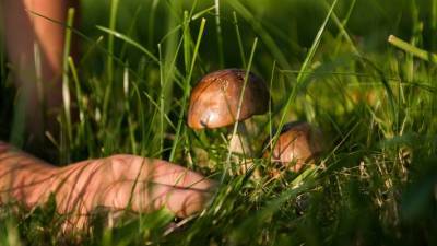 Правительство РФ ужесточило правила сбора грибов, ягод и березового сока в лесу