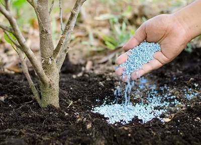 Три необычных способа быстро и легко подкормить деревья и кусты в саду