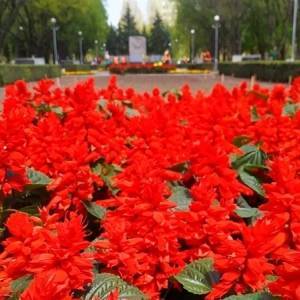 В Запорожье ко Дню Победы высадят 35 тыс. цветов