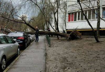 Сотрудники МЧС предупредили москвичей о сильном ветре в четверг