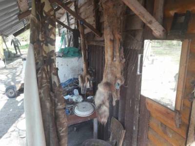 Раколовки, капканы, шкурки убитых енотов: на Черкасчине обнаружили мощную браконьерскую базу