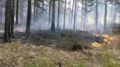 Лесной пожар в Челябинской области: огонь подошел к жилым поселкам