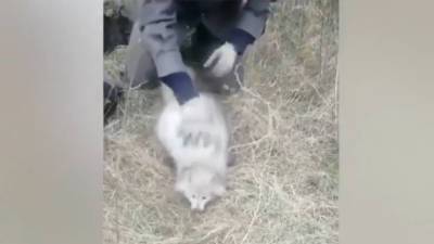 Полицейские спасли двух редких животных, упавших в колодец