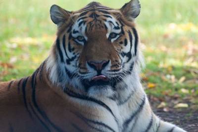В Приамурье в дикую природу выпустят еще одну тигрицу