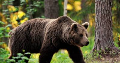 Принца Лихтенштейна обвинили в убийстве медведя-гиганта