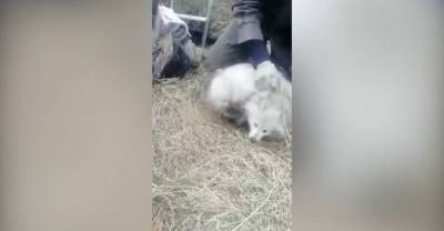 В Приморье полицейские спасли из колодца лесного кота и енота-альбиноса