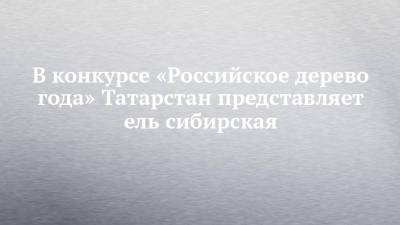 В конкурсе «Российское дерево года» Татарстан представляет ель сибирская