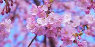 Парк на Троещине превратился в цветущий сад сакуры. ФОТОрепортаж