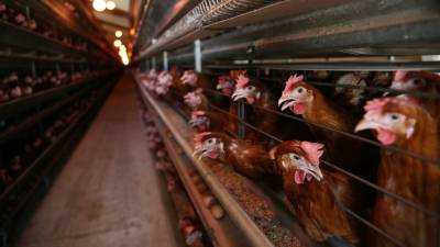 Птицефабрика «Харабалинская» планирует поставлять 16 млн яиц в год