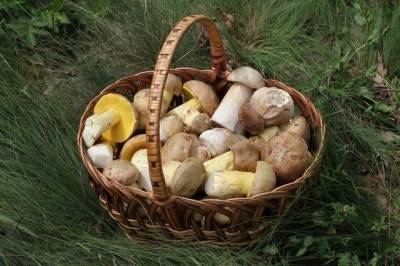 Минприроды установило правила для сбора ягод и грибов в России