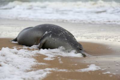 На берегу Каспийского моря обнаружили более 150 погибших редких тюленей за 2 дня