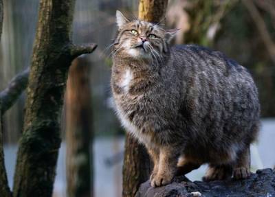 Лесные коты вернутся в Англию спустя 200 лет отсутствия