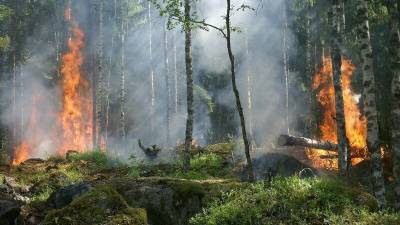 Леса полыхают в пригороде Екатеринбурга