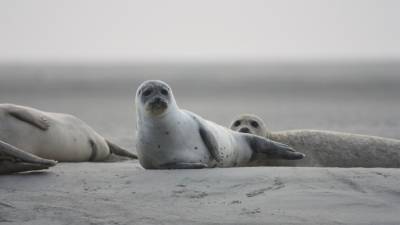 Российские ученые обнаружили более 150 погибших тюленей на побережье Каспийского моря