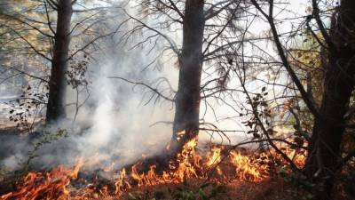 В Свердловской области ввели режим ЧС из-за сильного лесного пожара