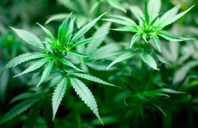Наркоконтроль выявил лабораторию по выращиванию марихуаны в Столбцовском районе - ont.by - район Столбцовский