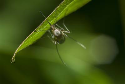 Впервые в США на волю выпустили генно-модифицированных комаров