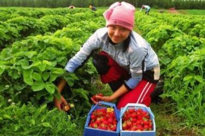 Сколько смогут заработать украинцы в этом сезоне в Польше на сборе ягод