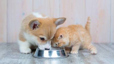 Как кормить котенка или щенка, чтобы он рос здоровым