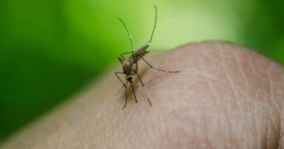 Тысячи гибридов. В США выпустили первых генетически модифицированных комаров