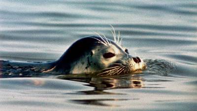 На побережье Каспийского моря найдены более 150 погибших редких тюленей