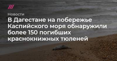 В Дагестане на побережье Каспийского моря обнаружили более 150 погибших краснокнижных тюленей