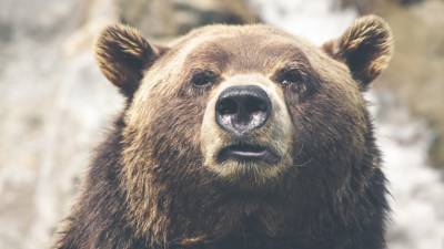 Принца Лихтенштейна обвиняют в убийстве самого большого медведя Европы
