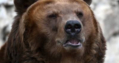 Принца Лихтенштейна обвиняют в незаконном убийстве медведя