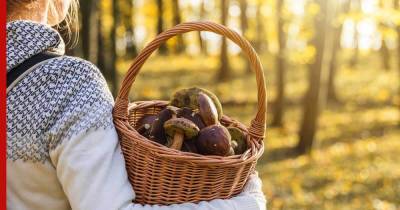 Правила сбора грибов, ягод и березового сока в России ужесточили