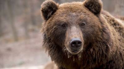 Скандал в Карпатах: крупнейший медведь Европы убит принцем Лихтенштейна