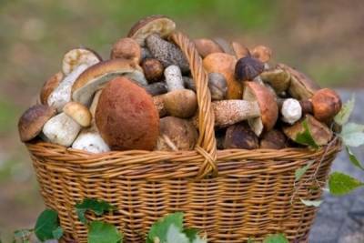 Уголовка за грибы: в России ужесточены правила сбора грибов, ягод и березового сока