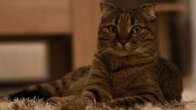 Тюменцы предупреждают о недобросовестных заводчиках кошек