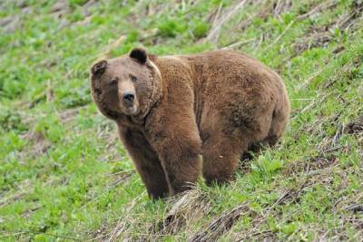 Принца Лихтенштейна подозревают в убийстве самого крупного медведя Европы