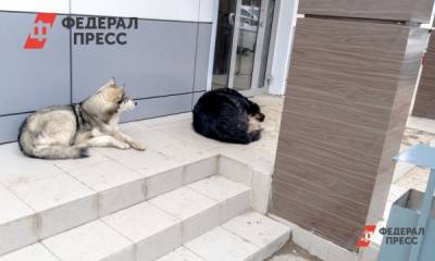 В Новосибирске чиновники проигнорировали нападение бродячего пса на ребенка