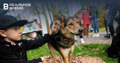 Кинологи научат казанцев обращаться с бездомными собаками