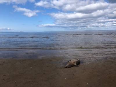 «Жуткая картина»: более 150 редких тюленей нашли мертвыми на побережье Каспийского моря
