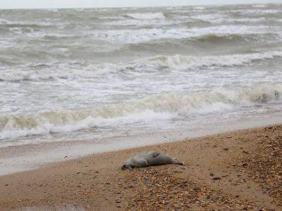 На побережье Каспийского моря обнаружили более 150 погибших краснокнижных тюленей