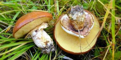 Минприроды ужесточило правила сбора грибов