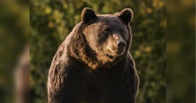 Принца Ліхтенштейну підозрюють у вбивстві найбільшого в Європі ведмедя