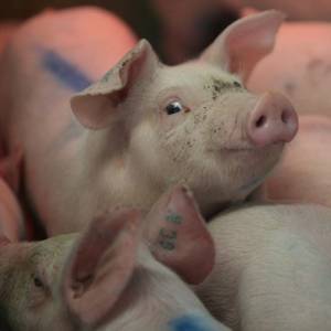 Украина запретила ввоз свинины из ЕС