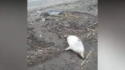 Более 150 мертвых нерп обнаружены на побережье Каспия